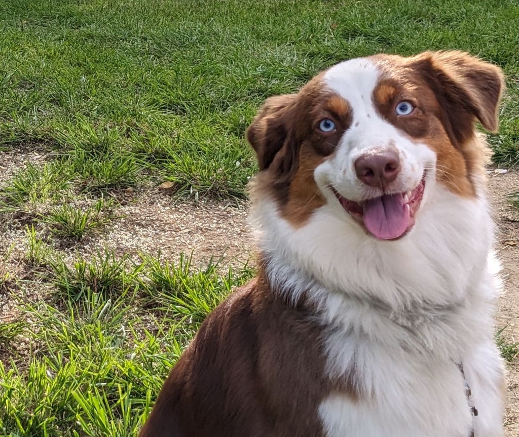 chiot Berger Australien Des loups de bruel