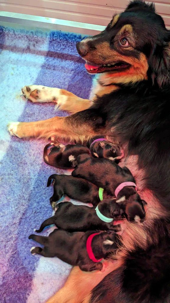 chiot Berger Australien Des loups de bruel