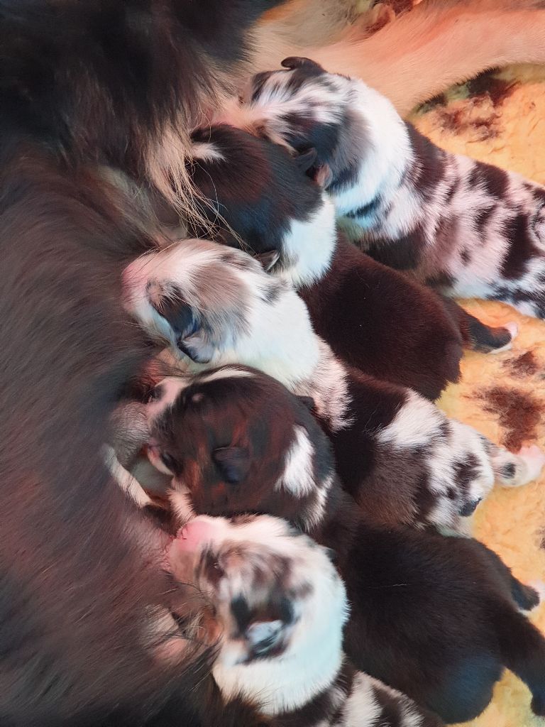 chiot Berger Australien Des loups de bruel